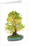 bonsai by Anonymous