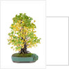 bonsai by Anonymous