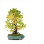 bonsai by Anonymous