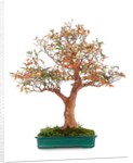bonsai by Anonymous