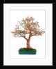 bonsai by Anonymous