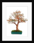 bonsai by Anonymous