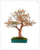bonsai by Anonymous