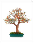 bonsai by Anonymous