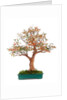 bonsai by Anonymous