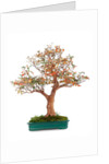bonsai by Anonymous
