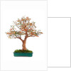 bonsai by Anonymous