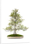 bonsai by Anonymous