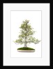 bonsai by Anonymous