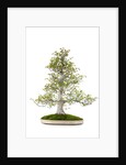 bonsai by Anonymous