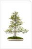 bonsai by Anonymous