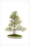 bonsai by Anonymous