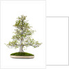 bonsai by Anonymous