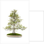 bonsai by Anonymous