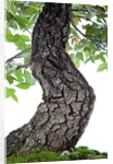 bonsai by Anonymous