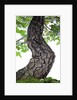 bonsai by Anonymous