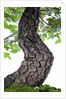 bonsai by Anonymous