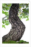 bonsai by Anonymous