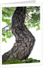 bonsai by Anonymous