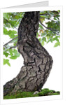 bonsai by Anonymous