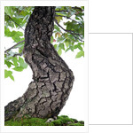 bonsai by Anonymous