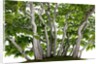 bonsai by Anonymous
