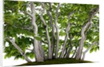 bonsai by Anonymous