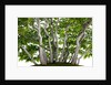 bonsai by Anonymous