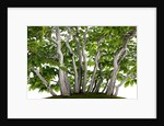 bonsai by Anonymous