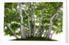 bonsai by Anonymous