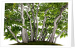 bonsai by Anonymous