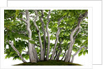 bonsai by Anonymous