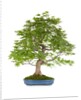 bonsai by Anonymous
