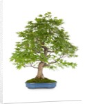 bonsai by Anonymous