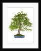 bonsai by Anonymous