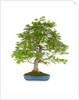 bonsai by Anonymous