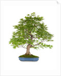 bonsai by Anonymous