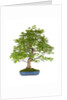 bonsai by Anonymous