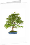 bonsai by Anonymous