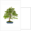 bonsai by Anonymous