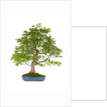 bonsai by Anonymous