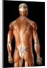 Rear-view of the muscles of the upper body by Anonymous