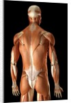 Rear-view of the muscles of the upper body by Anonymous