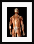 Rear-view of the muscles of the upper body by Anonymous