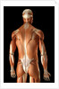 Rear-view of the muscles of the upper body by Anonymous