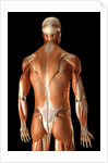 Rear-view of the muscles of the upper body by Anonymous