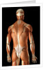 Rear-view of the muscles of the upper body by Anonymous