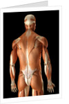 Rear-view of the muscles of the upper body by Anonymous