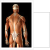 Rear-view of the muscles of the upper body by Anonymous