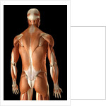 Rear-view of the muscles of the upper body by Anonymous